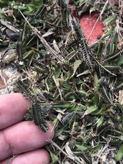 Dactyloctenium aegyptium