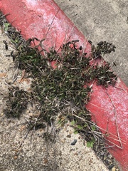 Dactyloctenium aegyptium