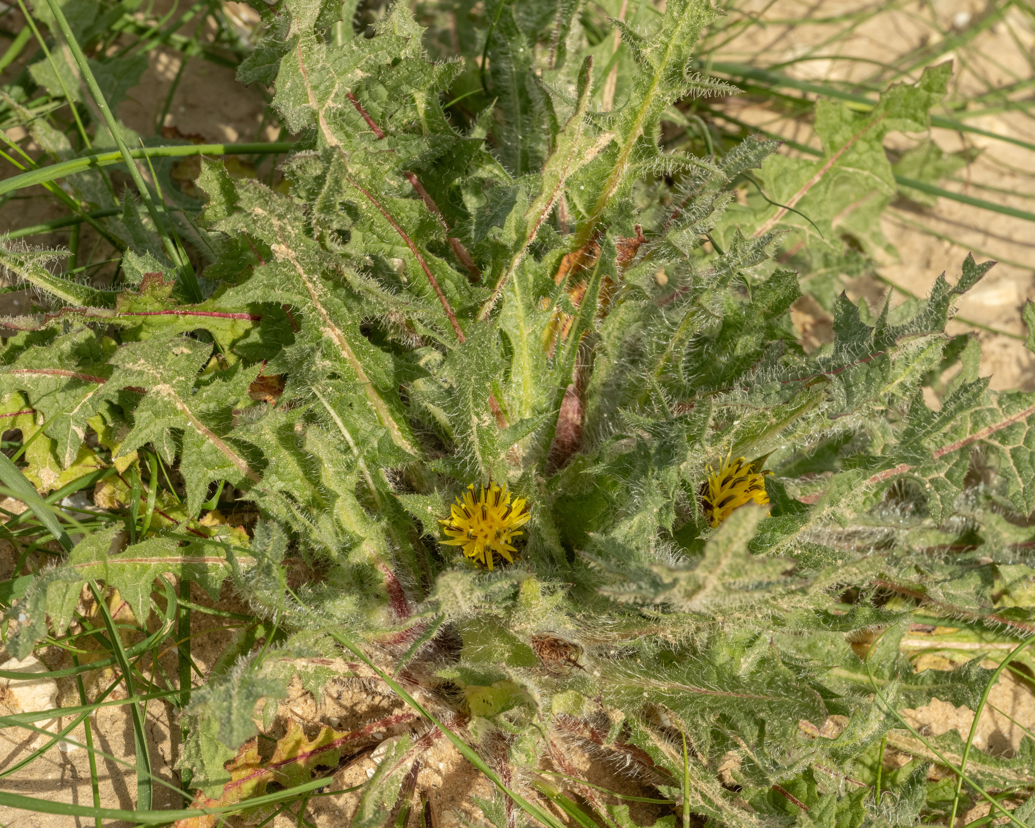 Blessed thistle