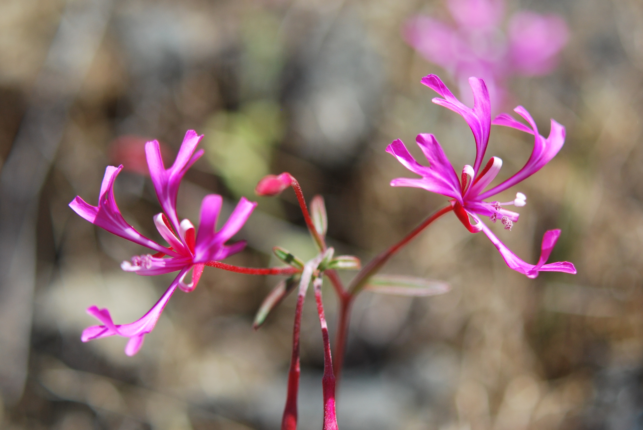 Clarkia concinna ssp. concinna
