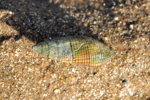 Quasimitra variabilis observed 2026-02-04
