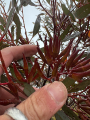 Eucalyptus redunca