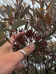 Eucalyptus redunca, photograph (c) Tyler Anthony, some rights reserved (CC BY)