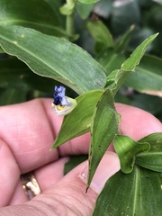 Commelina erecta