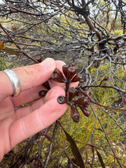Eucalyptus redunca, photograph (c) Tyler Anthony, some rights reserved (CC BY)