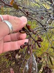 Eucalyptus redunca, photograph (c) Tyler Anthony, some rights reserved (CC BY)