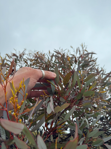 Eucalyptus redunca, photograph 3