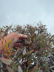 Eucalyptus redunca, photograph (c) Tyler Anthony, some rights reserved (CC BY)