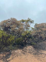 Eucalyptus redunca, photograph (c) Tyler Anthony, some rights reserved (CC BY)