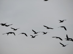 Phalacrocorax carbo hanedae