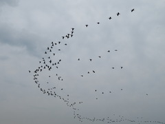 Phalacrocorax carbo hanedae