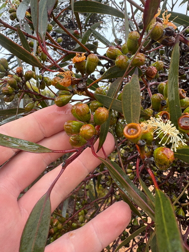 Capped Mallee (Eucalyptus pileata)