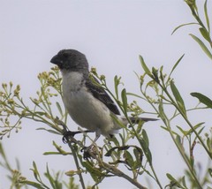 Sporophila telasco