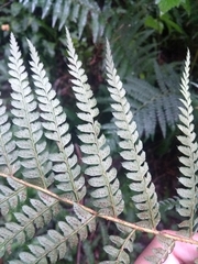 Polystichum montevidense