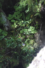 Streptocarpus polyanthus