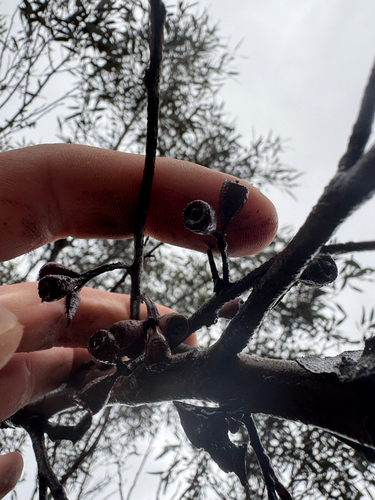 Eucalyptus ravensthorpensis, photograph 5