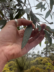 Eucalyptus ravensthorpensis, photograph Tyler Anthony, CC BY, iNaturalist via GBIF