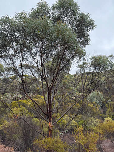 Eucalyptus ravensthorpensis, photograph 3