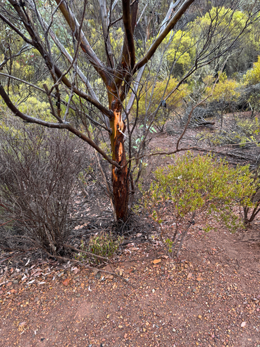 Eucalyptus ravensthorpensis, photograph 4