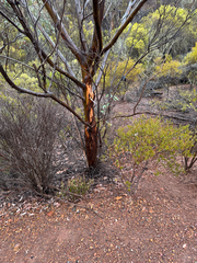 Eucalyptus ravensthorpensis, photograph Tyler Anthony, CC BY, iNaturalist via GBIF