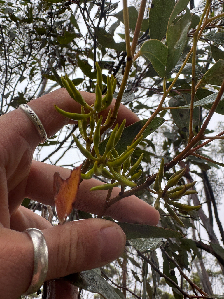 Eucalyptus ravensthorpensis (Brooker & Hopper) Gosper & Hopper