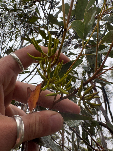 Ravensthorpe Blue Mallet (Eucalyptus ravensthorpensis)