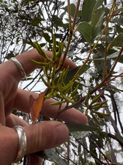 Eucalyptus ravensthorpensis