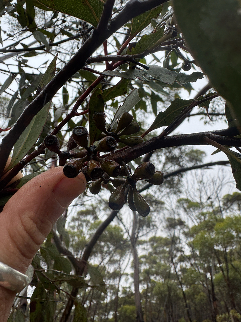 Eucalyptus ravensthorpensis (Brooker & Hopper) Gosper & Hopper 2