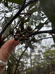 Eucalyptus ravensthorpensis, photograph Tyler Anthony, CC BY, iNaturalist via GBIF