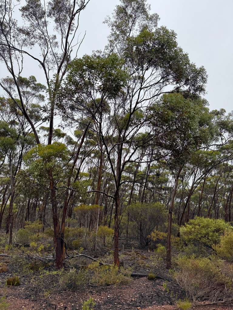 Eucalyptus ravensthorpensis (Brooker & Hopper) Gosper & Hopper 3