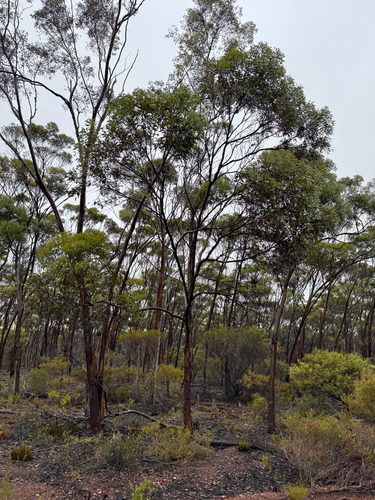 Eucalyptus ravensthorpensis, photograph 2