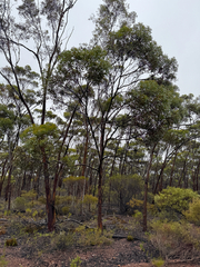 Eucalyptus ravensthorpensis, photograph Tyler Anthony, CC BY, iNaturalist via GBIF