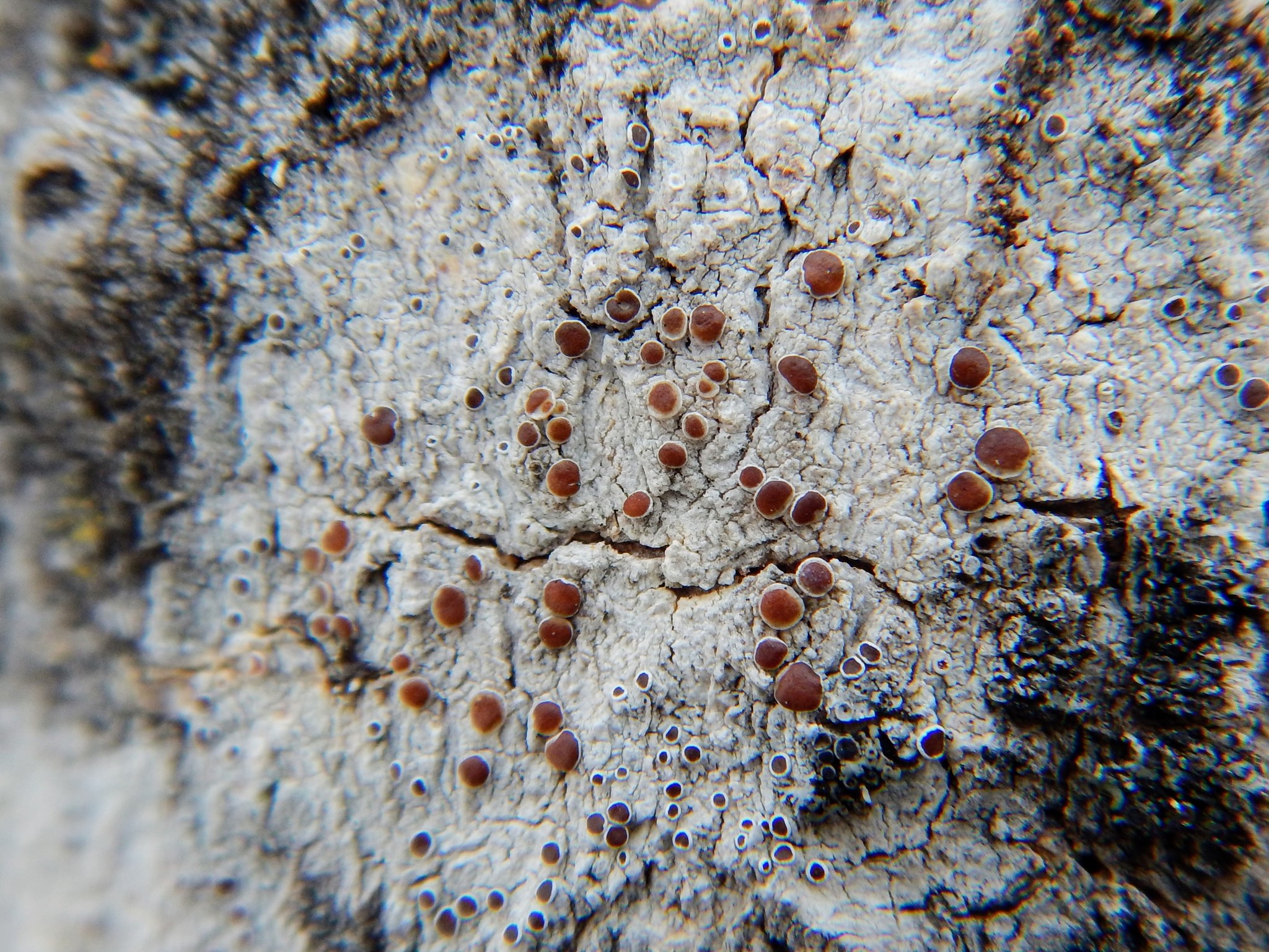 Lecanora allophana image