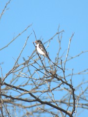 Sporophila telasco