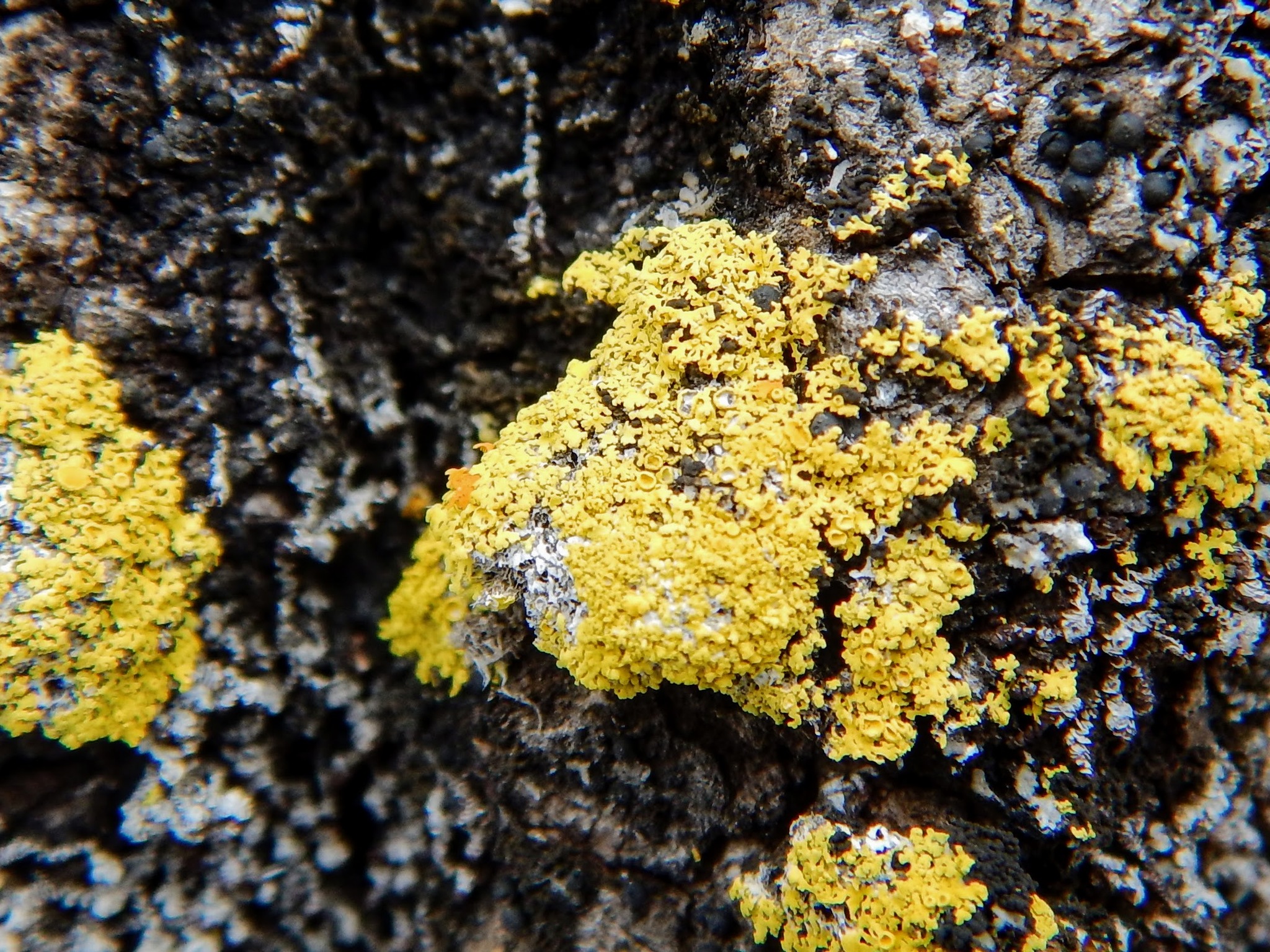 Candelaria fibrosa image