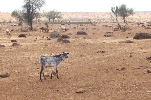 Domestic Goat