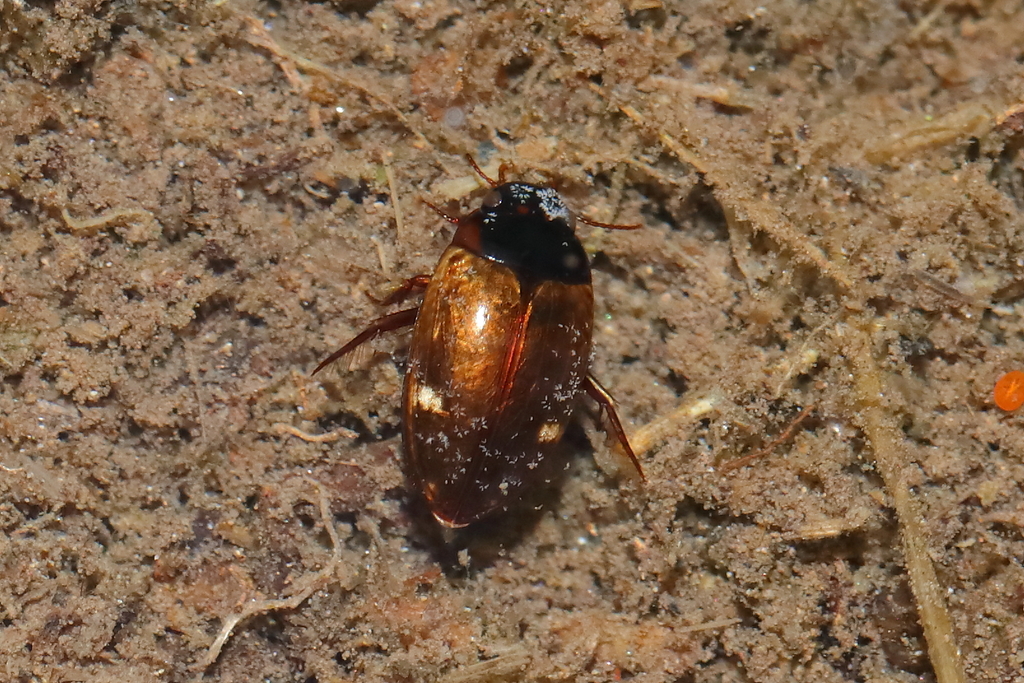 Agabus binotatus