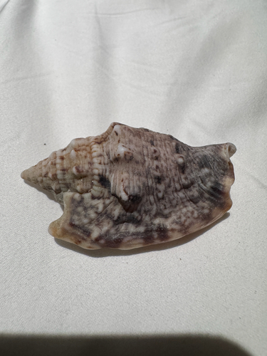 Euprotomus aurisdianae observed 2026-02-10