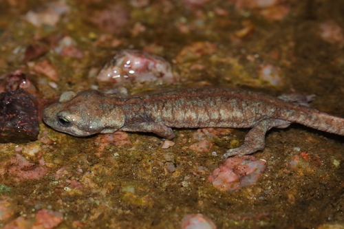 Corsican Brook Newt, Euproctus montanus