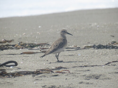 Baird's Sandpiper (Calidris bairdii), photo 5