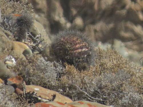 Ouchacacti (Eriosyce subgibbosa)