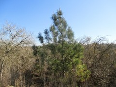 Pinus canariensis