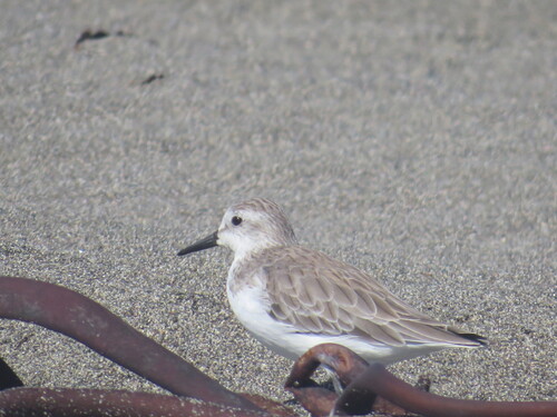 Semipalmated Sandpiper (Calidris pusilla), photo 8