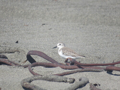 Semipalmated Sandpiper (Calidris pusilla), photo 7