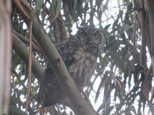 Lesser Horned Owl (Bubo magellanicus), photo 4
