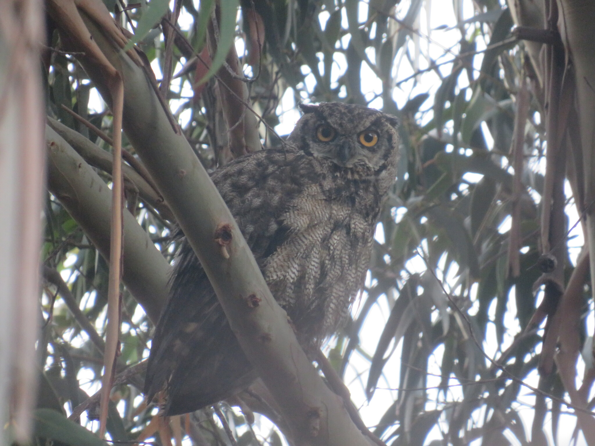 Lesser Horned Owl (Bubo magellanicus), photo 4