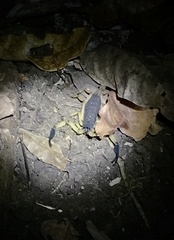 Centruroides margaritatus