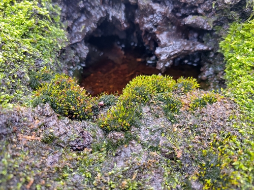 Knothole Yoke-moss (Codonoblepharon forsteri)