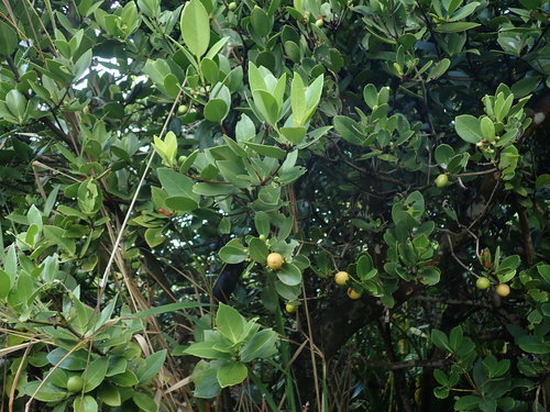Image of Elaeodendron xylocarpum by (c) Daniel Cahen, some rights reserved (CC BY)