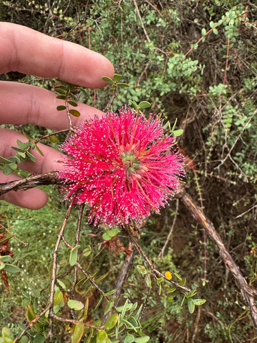 Melaleuca elliptica, photograph 2